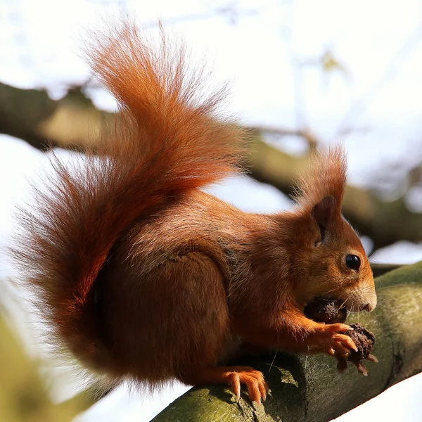 Écureuil Sciurus Vulgaris Fissure Une Noix — Photo