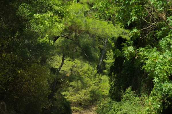 Árvore Verde Floresta Montanha Fundo — Fotografia de Stock