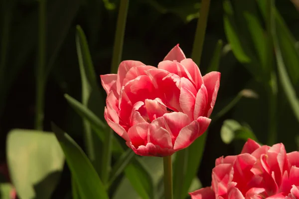 Flores Rojas Jardín — Foto de Stock