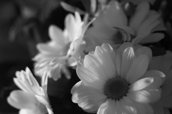 Fleurs Fond Noir Blanc — Photo