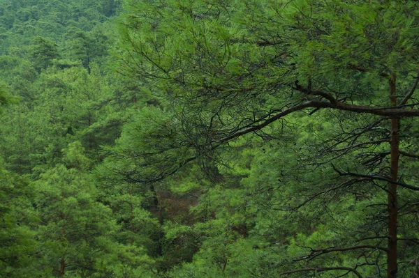Grün Baum Bergwald Hintergrund — Stockfoto