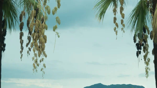 Palm Bomen Avond Achtergrond — Stockfoto