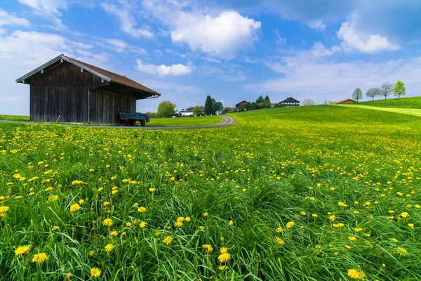 Schöne Aussicht Auf Natürliche Löwenzahnblume — Stockfoto