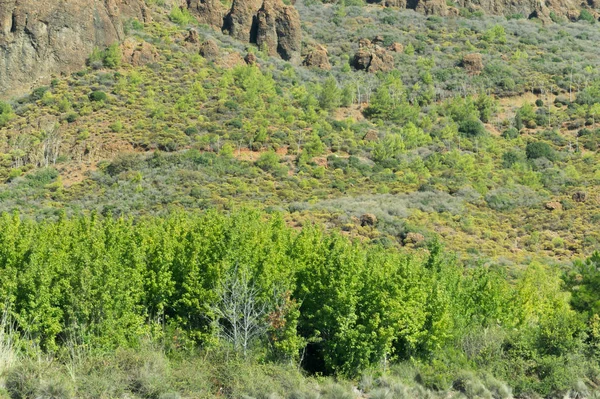 Bosque Denso Montaña Árboles Verdes — Foto de Stock