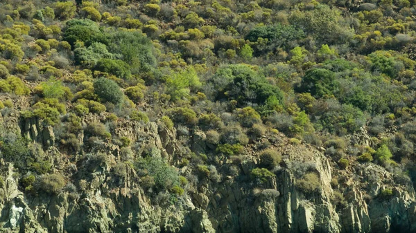 Dichte Groene Boom Bergbos — Stockfoto