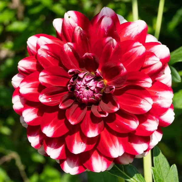 Zblízka Pohled Krásné Kvetoucí Dahlia — Stock fotografie