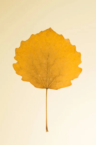 Jesienny Żółty Liść Izolowany Białym — Zdjęcie stockowe