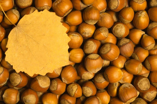 Nocciole Autunno Foglia Texture Sfondo — Foto Stock