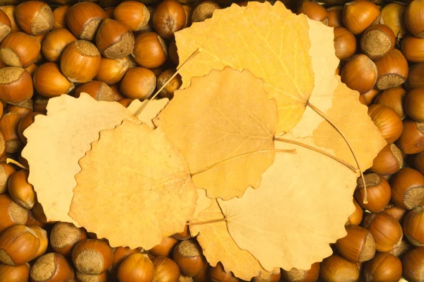 Nocciole Autunno Foglie Texture Sfondo — Foto Stock