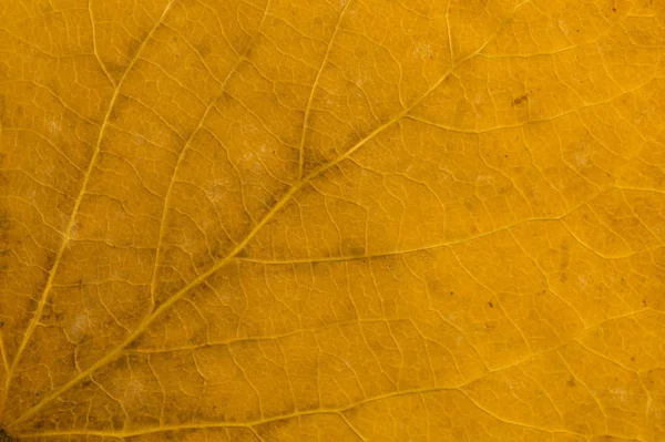 Autumn Leaf Macro Texture Background Copy Space — Stock Photo, Image