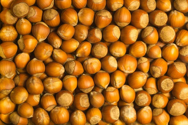 Hazelnuts Текстура Фона Filbert Орехи Макро — стоковое фото