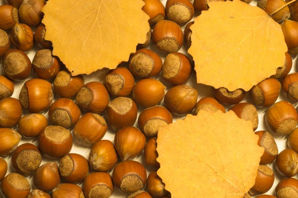 Nocciole Autunno Foglie Texture Sfondo — Foto Stock