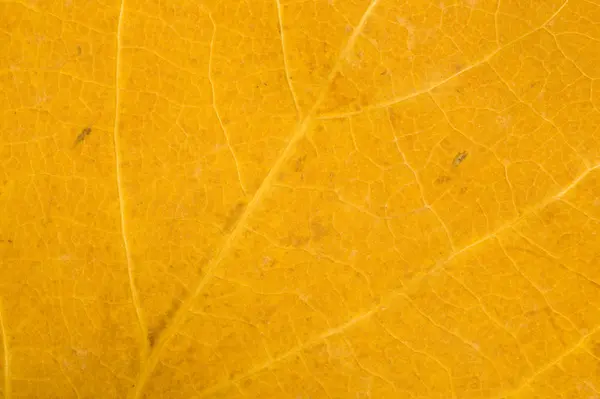 Autumn Leaf Macro Texture Background Copy Space — Stock Photo, Image