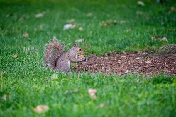 Niedliches Eichhörnchen Gras — Stockfoto