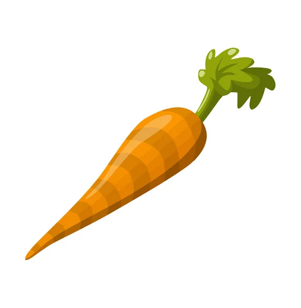 Karotte Gemüsewurzel Orange Natürliche Abbildung Frisch — Stockfoto