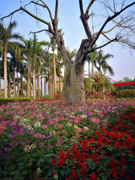 Árbol Botella Parque Florecido Shenzhen China —  Fotos de Stock