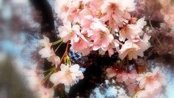 Lkbaharda Çiçek Açar Ağaç Dallarında Çiçek Açar — Stok fotoğraf