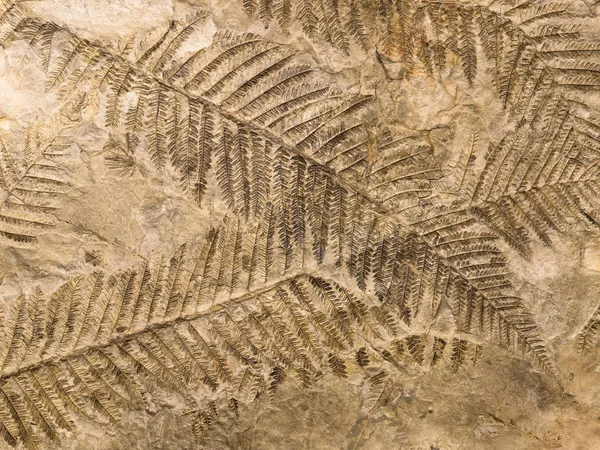 Versteende Prehistorische Bladeren Van Varens Steen Met Planten Takken Gebladerte — Stockfoto