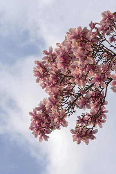 Kwiaty Magnolii Kwitnące Wiosenna Flora — Zdjęcie stockowe
