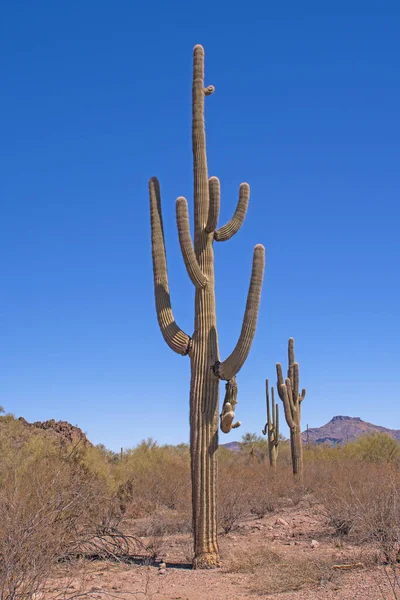 Массивный Необычный Кактус Сагуаро Пустыне Национальном Памятнике Кактусов Органных Труб — стоковое фото