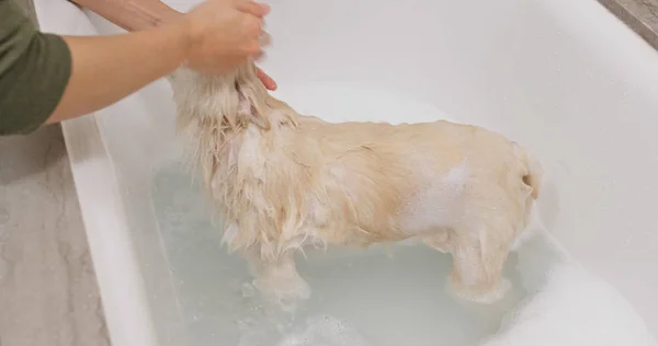 Pomeranya Köpeği Banyo Yapıyor — Stok fotoğraf