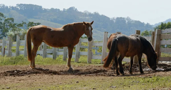 Pferd Auf Dem Bauernhof — Stockfoto