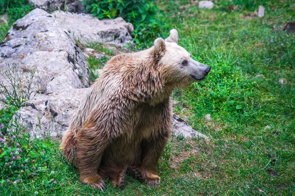 Лісі Темний Ведмідь Здається Щасливо Посміхається Природі — стокове фото