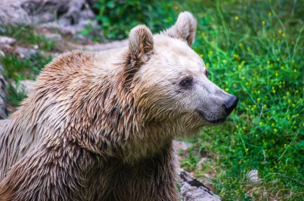 Floresta Urso Escuro Parece Sorrir Feliz Natureza — Fotografia de Stock
