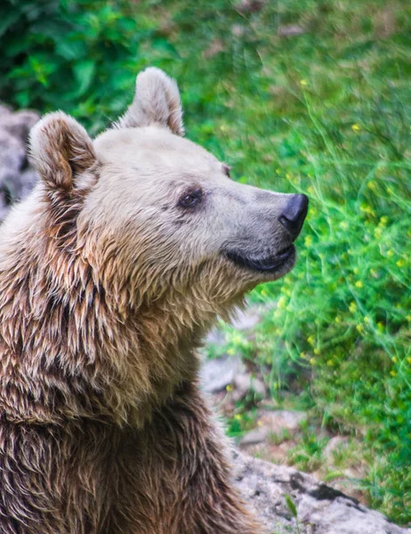 Floresta Urso Escuro Parece Sorrir Feliz Natureza — Fotografia de Stock