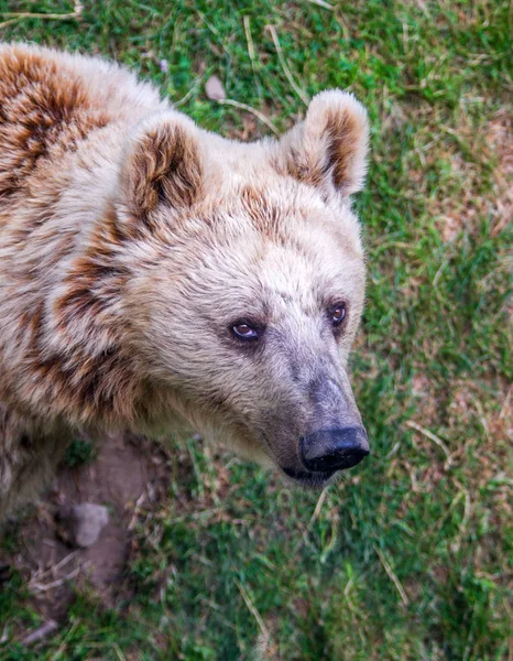 Καφέ Αρκούδα Μακριά Μαλλιά Περιμένει Δωρεάν Στο Δάσος — Φωτογραφία Αρχείου