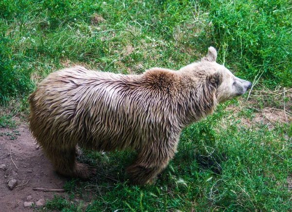 Καφέ Αρκούδα Μακριά Μαλλιά Περιμένει Δωρεάν Στο Δάσος — Φωτογραφία Αρχείου