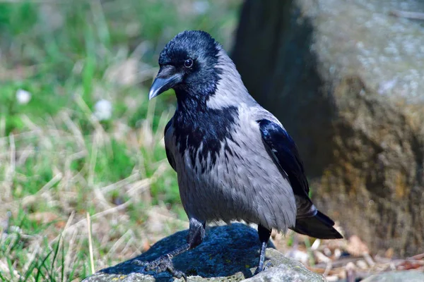 Corbeau Charognard Recherche Nourriture — Photo