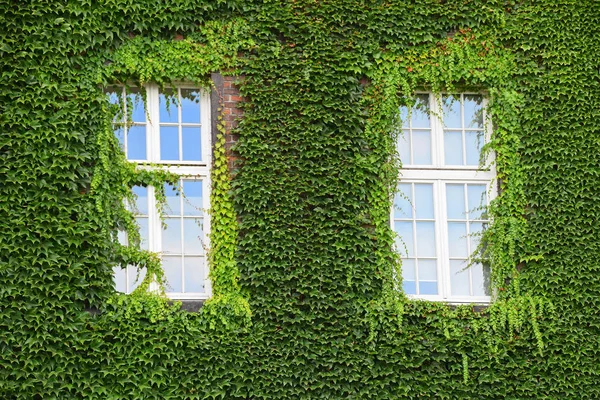 Ventanas Antigua Casa Mansión Pared Ladrillo Con Hiedra Día Verano — Foto de Stock