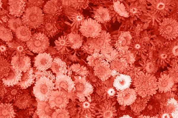 Close Coral Cor Rosa Tonificado Fundo Fresco Pequenas Cabeças Flor — Fotografia de Stock