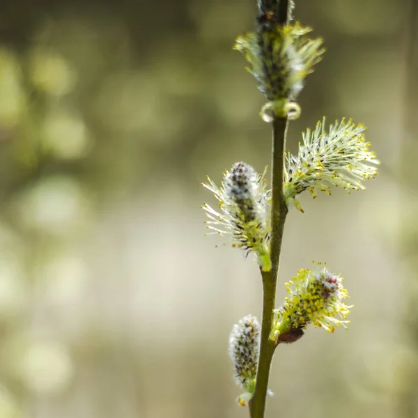 Nahaufnahme Zarter Weidenkätzchen Frühling — Stockfoto