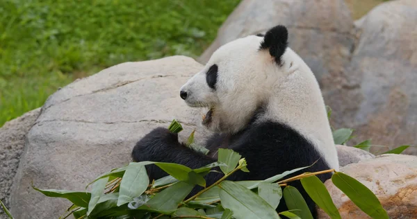 Oso Panda Blanco Negro —  Fotos de Stock