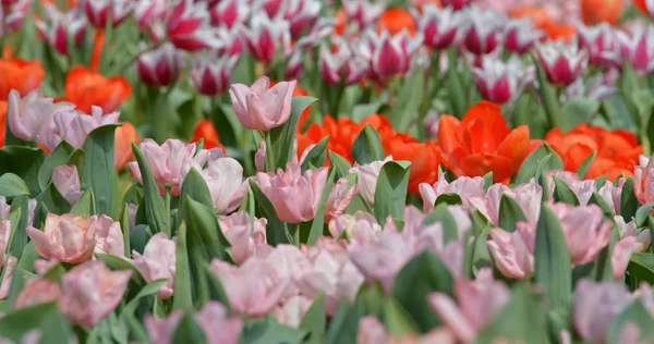 Pohled Krásné Jarní Květiny — Stock fotografie