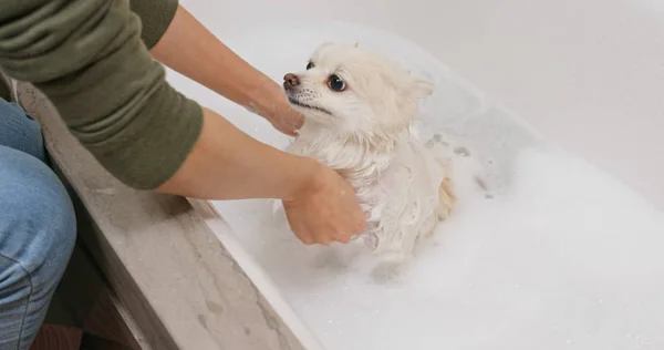 Pomerania Cane Fare Bagno Arrabbiarsi — Foto Stock