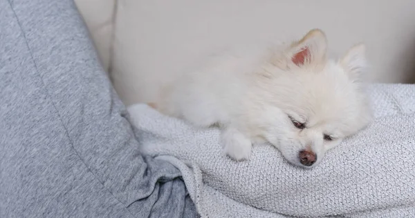 Dormir Branco Pomeranian Com Pet Proprietário Abraçar — Fotografia de Stock