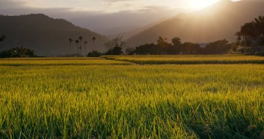 Fresh rice field under sunset clipart