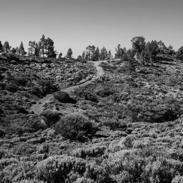 Eine Monochrome Aufnahme Eines Gewellten Wanderweges Durch Die Wildnis Des — Stockfoto