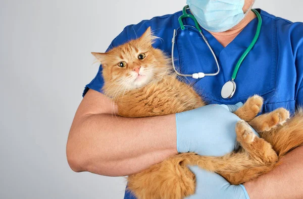 Mavi Üniformalı Veteriner Doktor Beyaz Arka Planda Kabarık Kırmızı Kedi — Stok fotoğraf