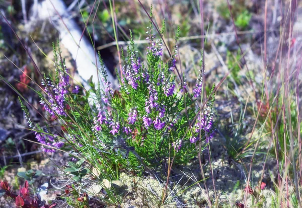 Kwitnący Heather Wśród Porostów Trawa Środowisku Naturalnym Okresie Letnim Selektywny — Zdjęcie stockowe