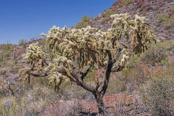 Cholla Cactus Bearing Fruit in the Spring in Organ Pipe Cactus National Monument in Arizona