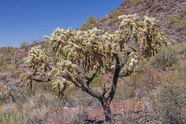 Arizona Organ Boru Kaktüs Ulusal Anıtı Baharda Meyve Cholla Kaktüs — Stok fotoğraf