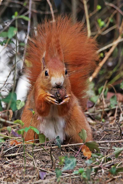 Ženská Veverka Sciurus Vulgaris Najde Ořech — Stock fotografie