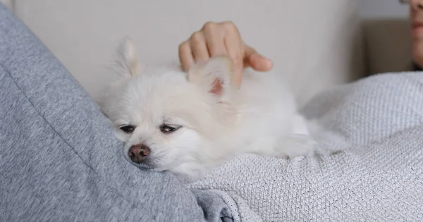 Dormir Branco Pomeranian Com Pet Proprietário Abraçar — Fotografia de Stock