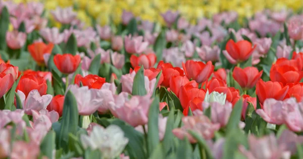 Květiny Tulipány Jarní Květ Zahradě — Stock fotografie