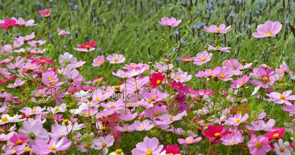 Flores Rosa Cosmos Florescendo Parque — Fotografia de Stock