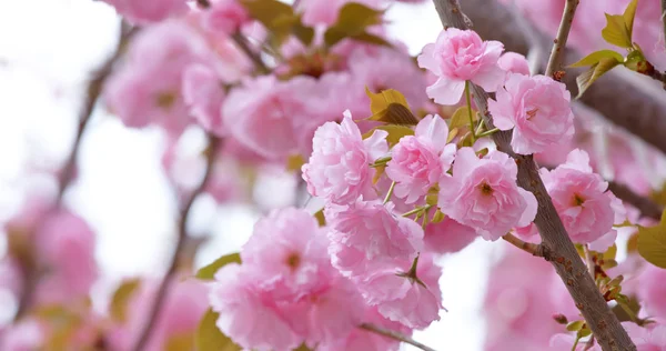 Spring Blossom Flowers Tree — Stock Photo, Image